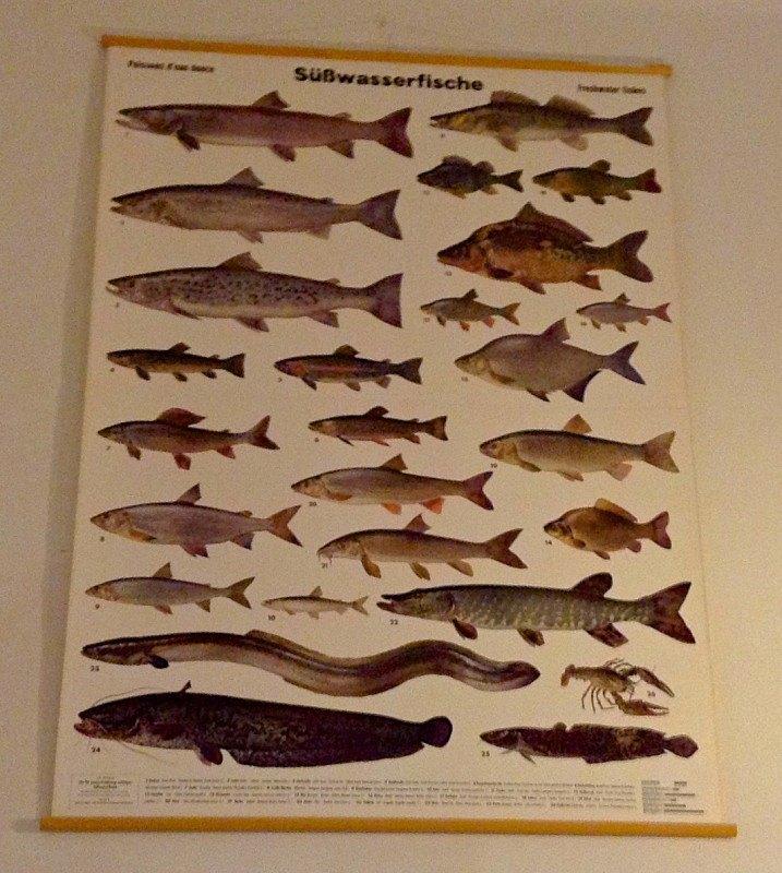 Немецкий Музей Охоты и Рыболовства в Мюнхене. Плакат «Рыбы южных вод».