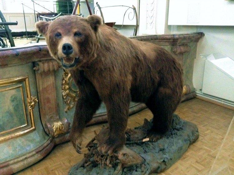 Немецкий Музей Охоты и Рыболовства в Мюнхене. Чучело бурого медведя.
