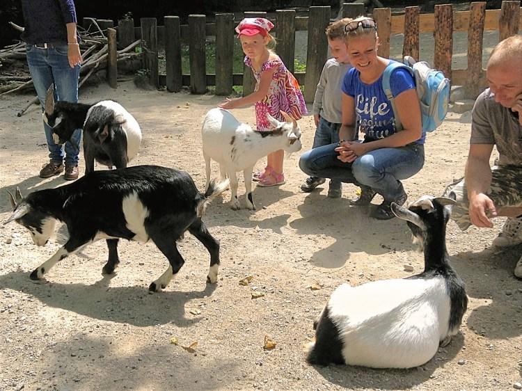 Мюнхенский Зоопарк Хеллабрунн. Общение с дикими козами.
