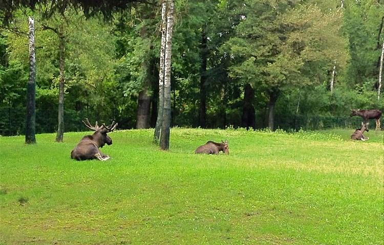 Мюнхенский Зоопарк Хеллабрунн. Хорошо чувствует себя на лесной поляне семья лосей.