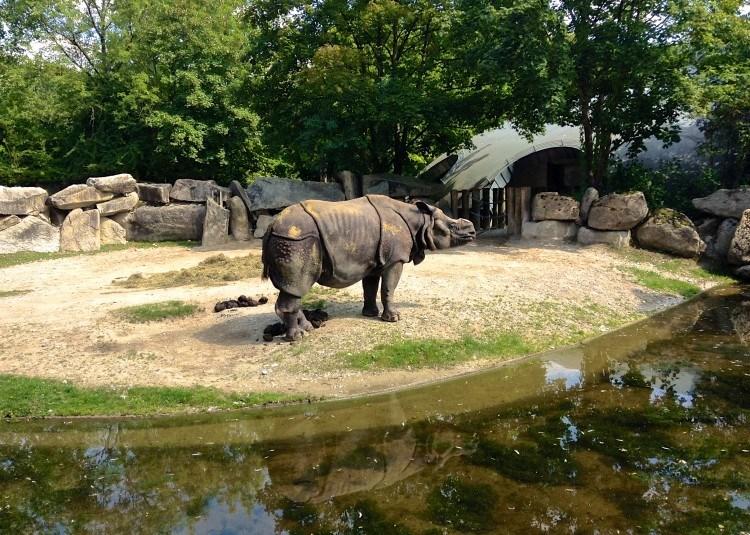 Мюнхенский Зоопарк Хеллабрунн. Носорог на прогулке.