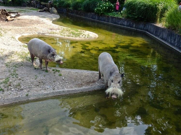 Мюнхенский Зоопарк Хеллабрунн. Соседи носорога из семейства поросячих.