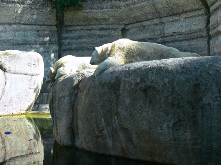 Мюнхенский Зоопарк Хеллабрунн. Белые медведи на «льдине».