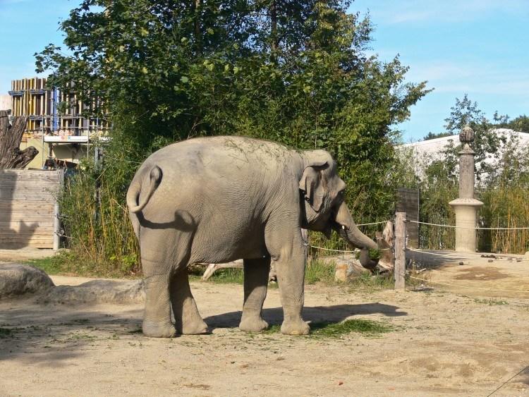 Мюнхенский Зоопарк Хеллабрунн. Слоновий обед.