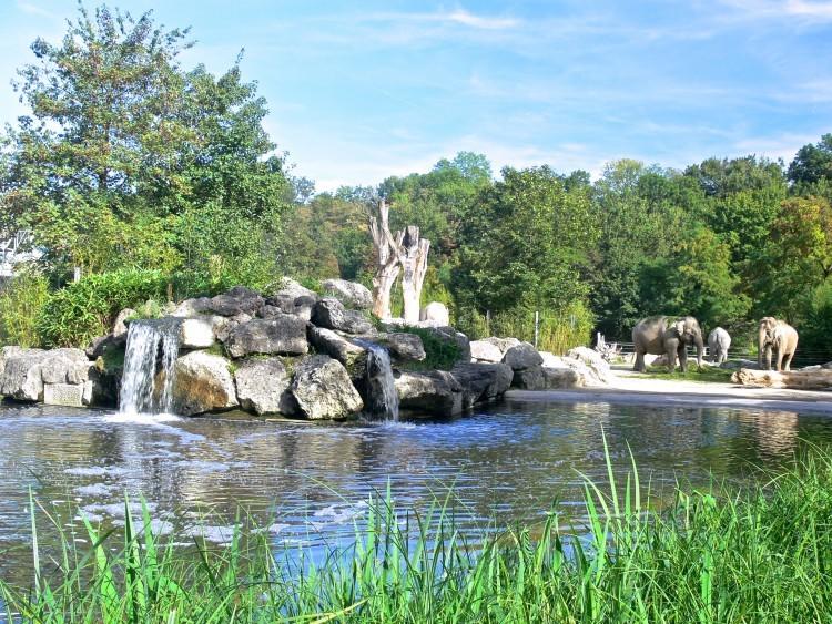Мюнхенский Зоопарк Хеллабрунн. Водопады, озера, много зелени – слоновья среда обитания.