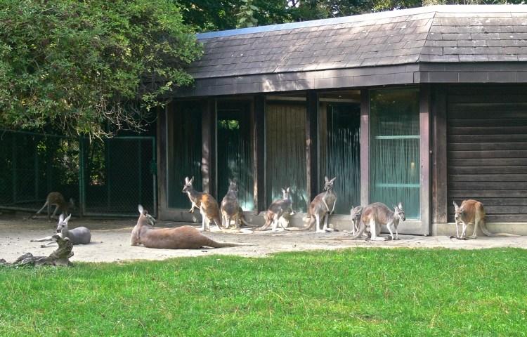 Мюнхенский Зоопарк Хеллабрунн. Семья кенгуру на австралийском ранчо.