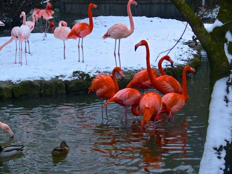 Мюнхенский Зоопарк Хеллабрунн. Розовый фламинго на белом снегу.